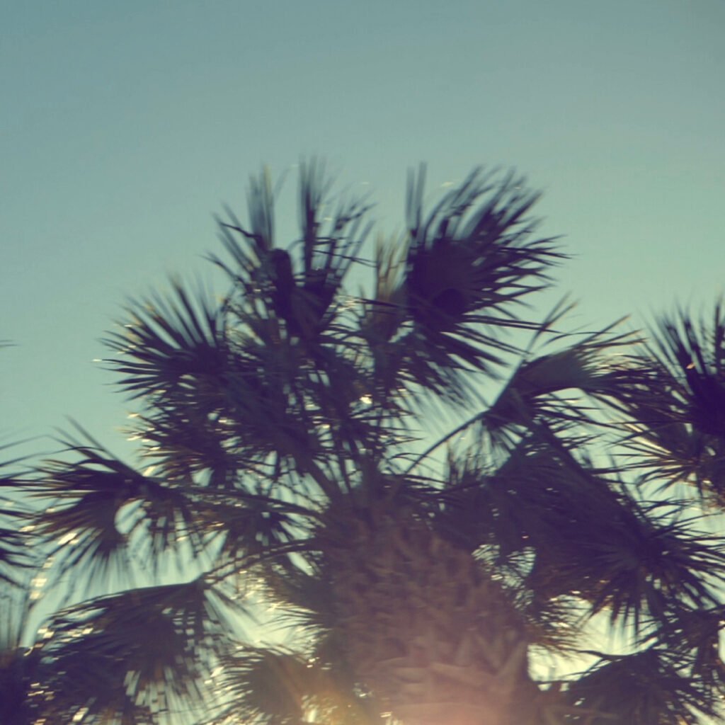 palm trees backlit for i'khana eau de parfum by source adage fragrances
