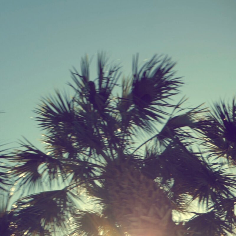 palm trees backlit for i'khana eau de parfum by source adage fragrances