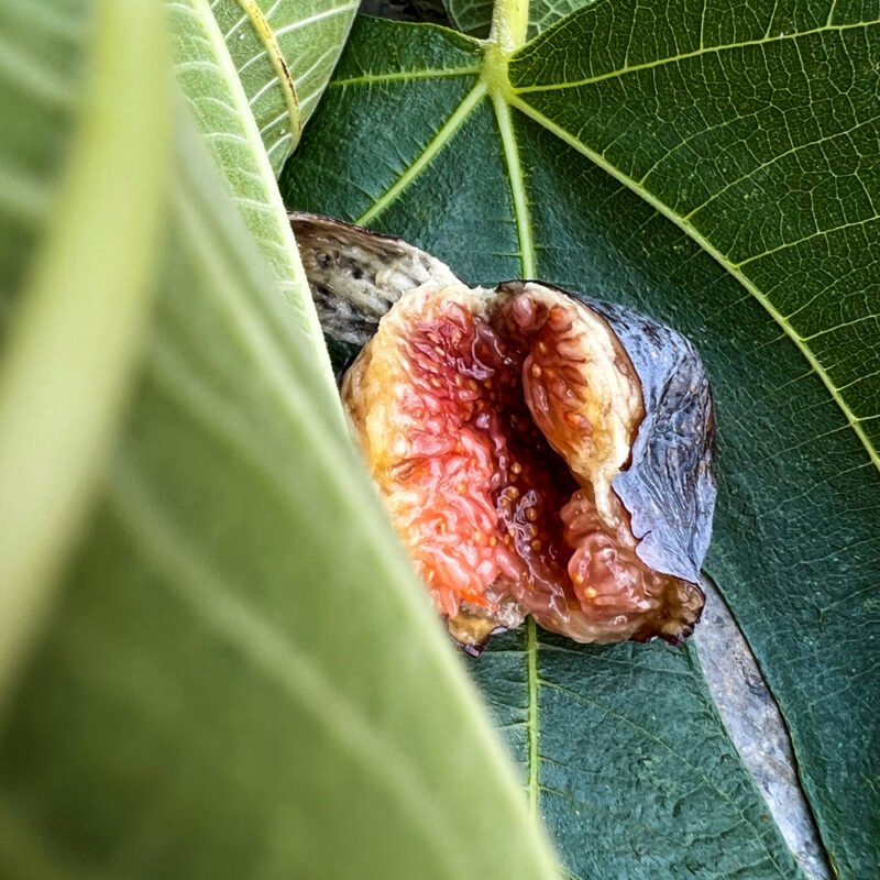 Italian fig