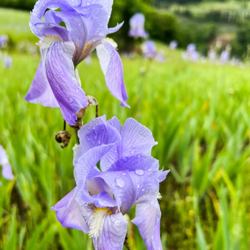 Iris Palida in the hills of Tuscany