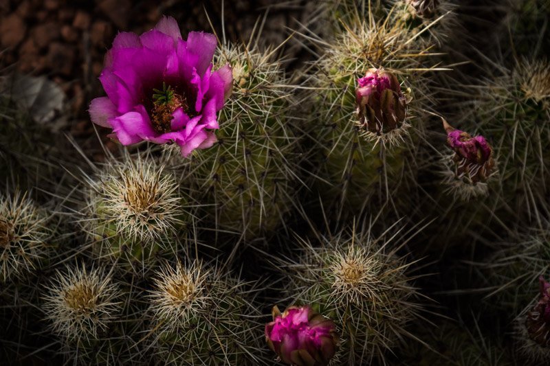 SOUTHWEST Signature Collection - Image 9