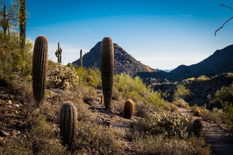 SOUTHWEST Signature Collection - Image 10