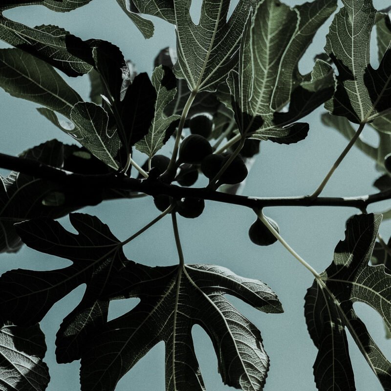 Fig branch for STUDIO ROMANO home fragrance